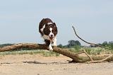 BORDER COLLIE 496
